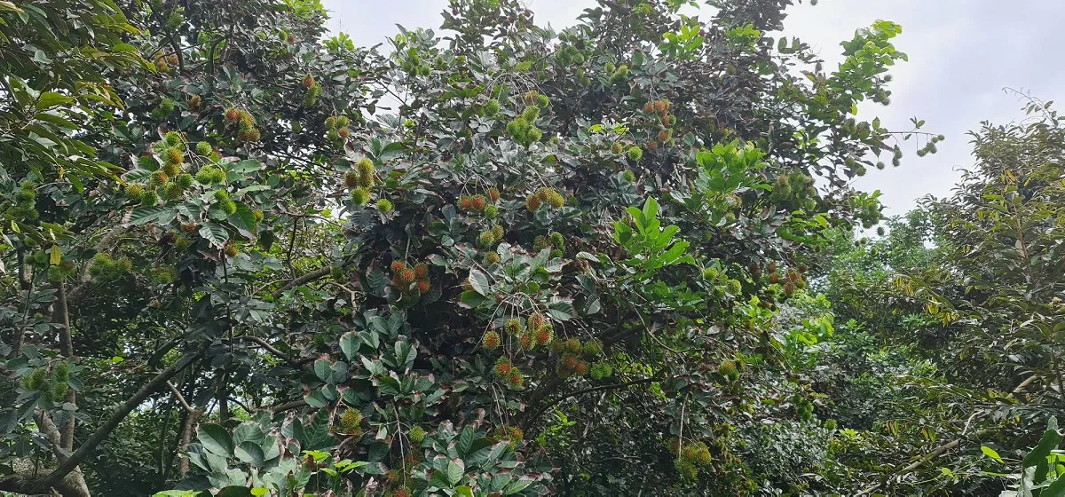 Chùm chôm chôm đỏ au, sai trĩu trong mùa rộ vụ