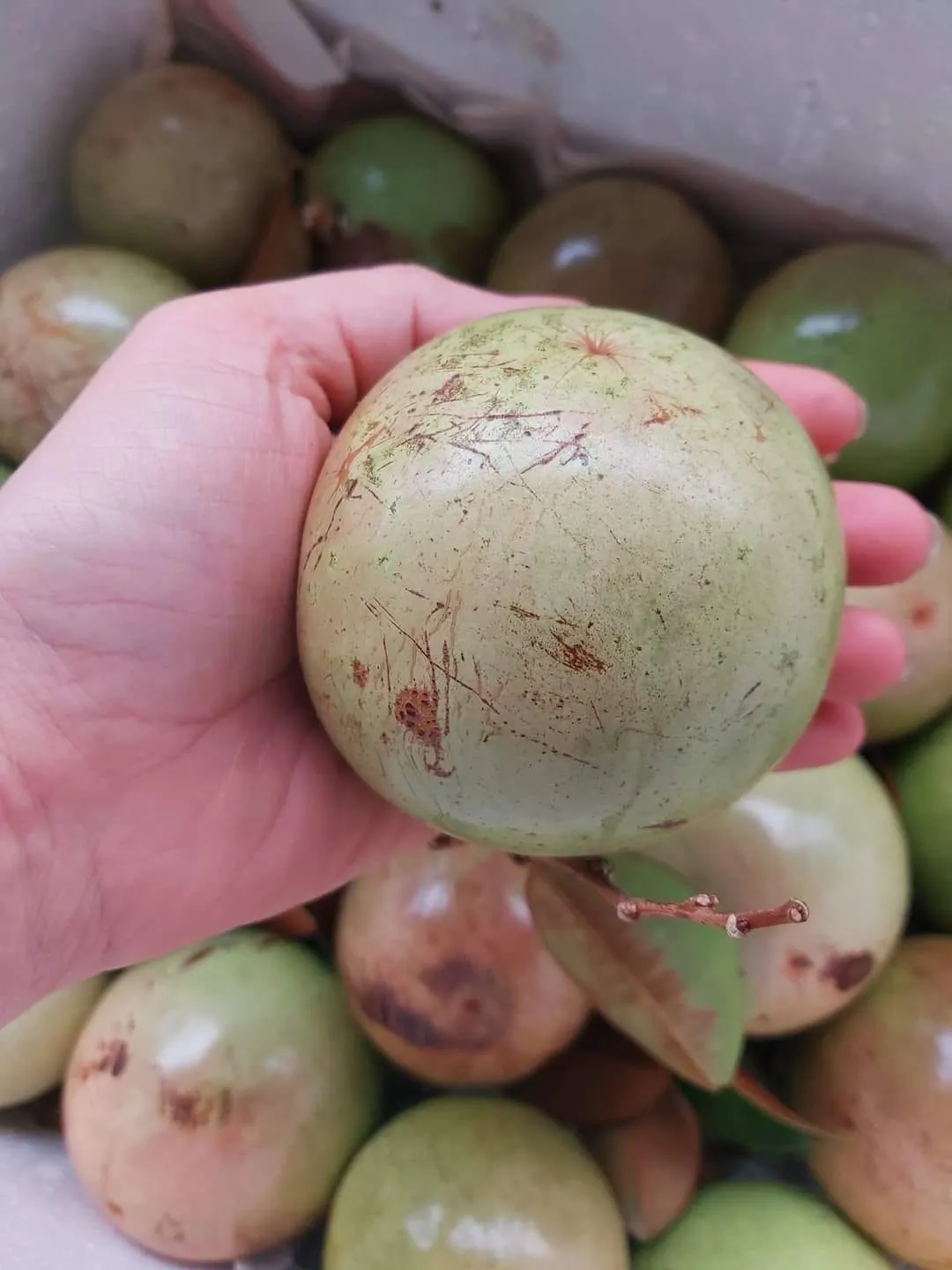 Trái vú sữa căng bóng, ngọt thanh - đặc sản miệt vườn