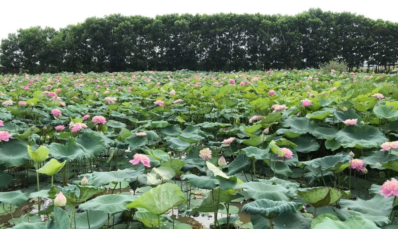 Đầm sen Thốt Nốt nở rộ vào mùa hè