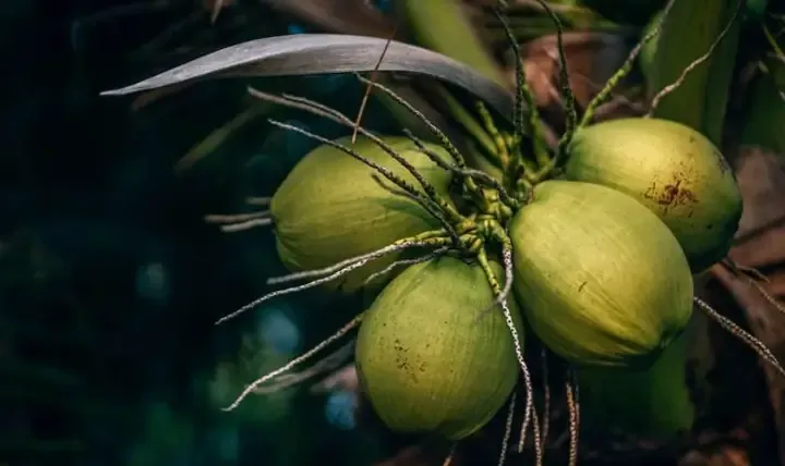 Cách bày mâm ngũ quả theo nguyên tắc Đông bình, Tây quả