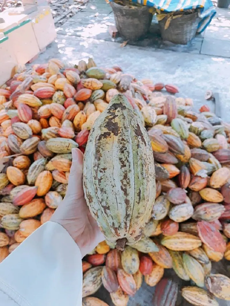 Trái cacao nhiều kích cỡ trên cây tại vườn Mười Cương Cần Thơ