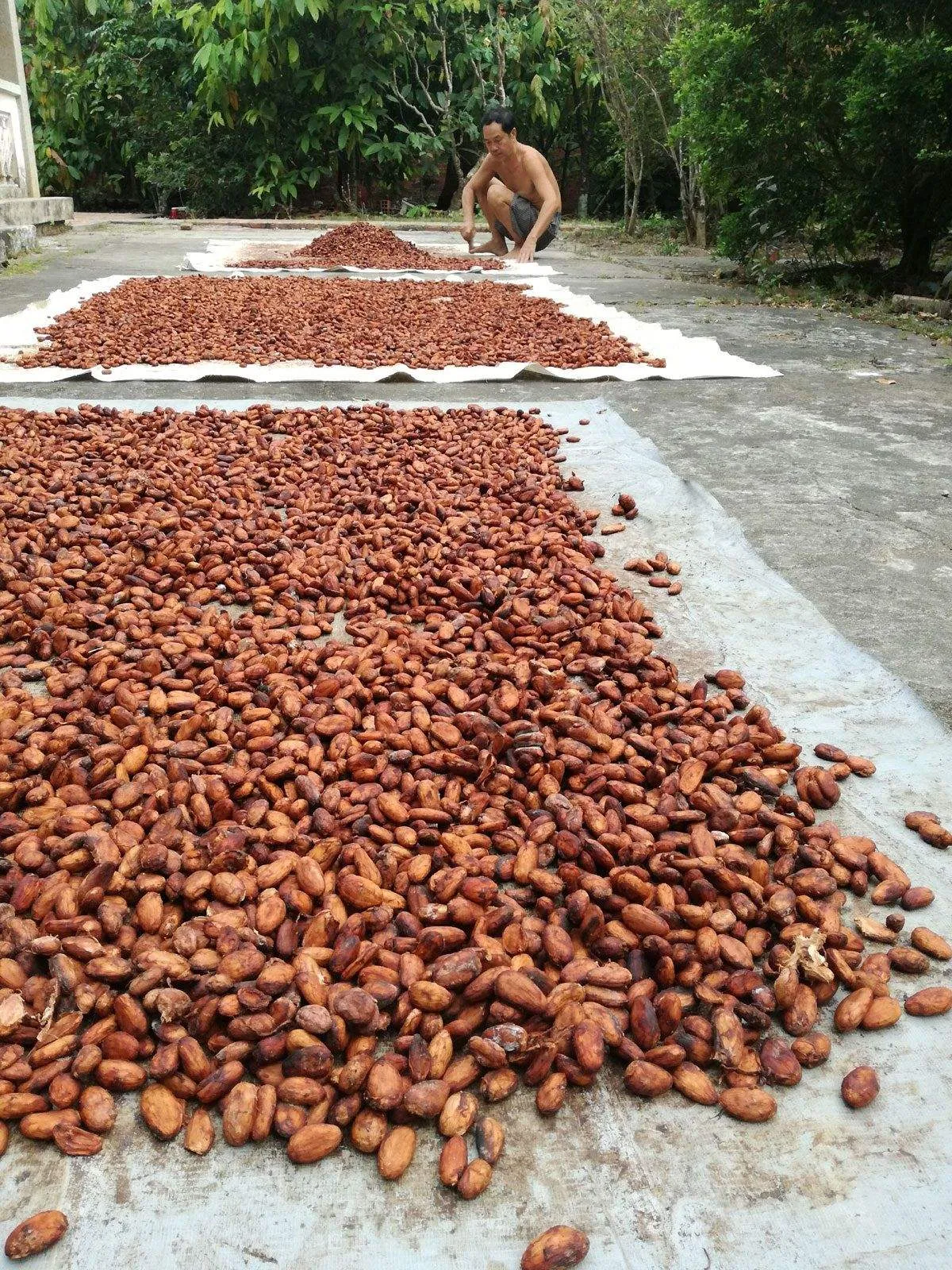 Hạt cacao được phơi nắng trong sân tại vườn Mười Cương