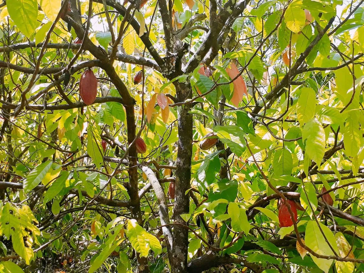 Du khách thưởng thức cacao nóng dưới tán cây cacao