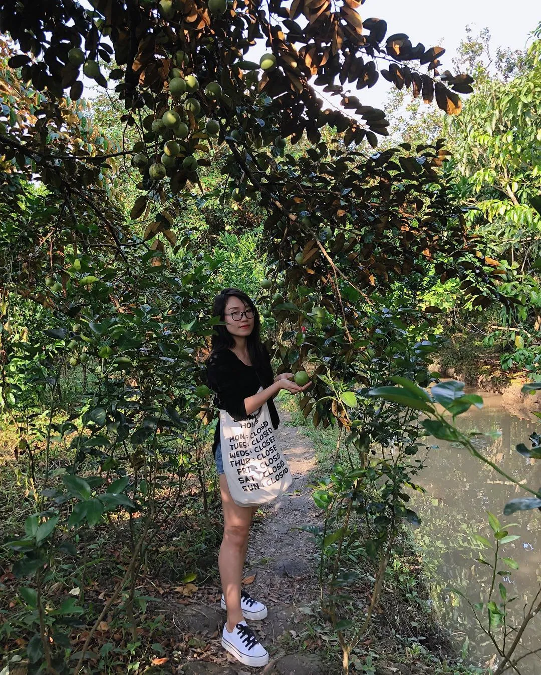 Vú sữa miền Tây tại vườn trĩu quả, bóng mượt