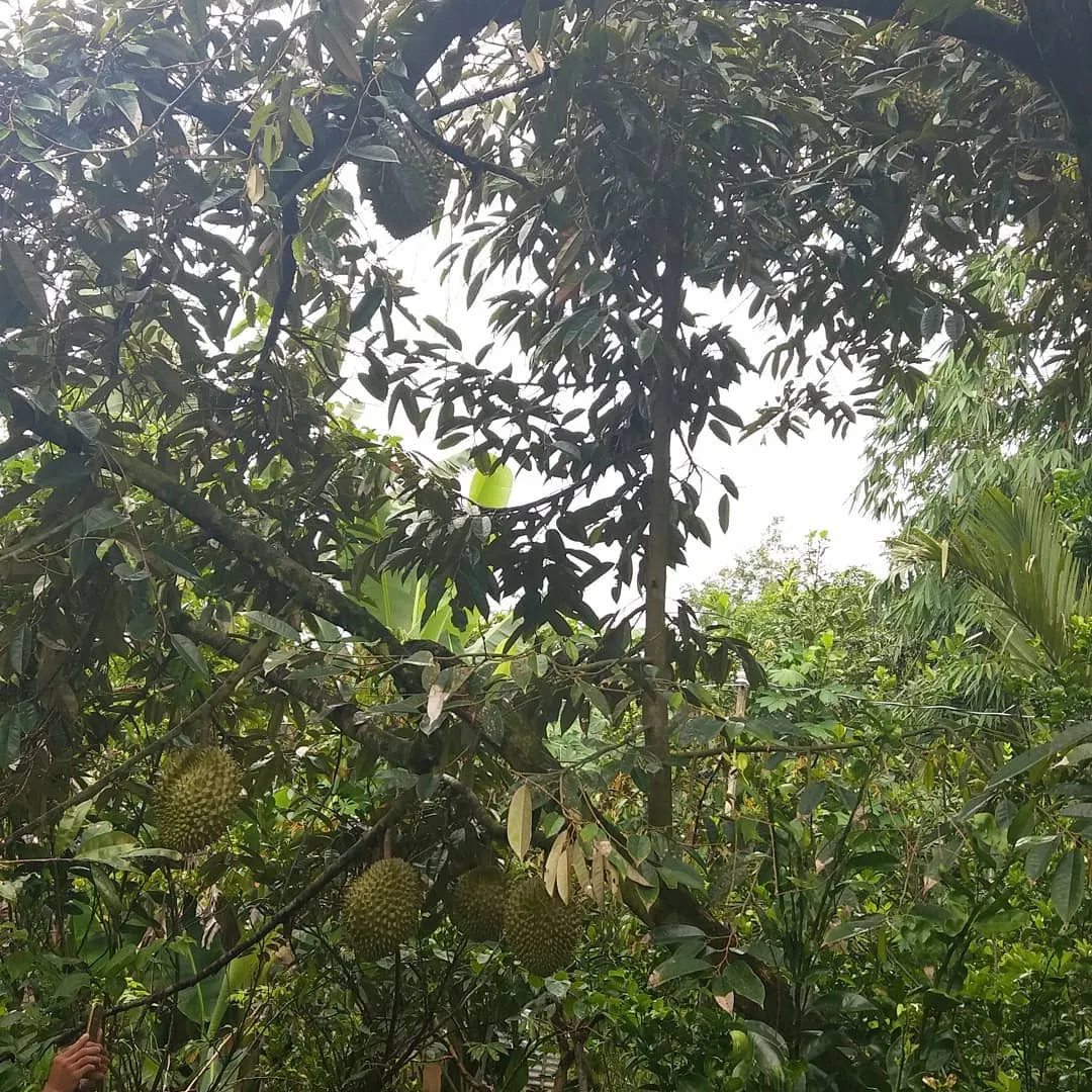 Vườn sầu riêng vào vụ lan tỏa mùi thơm nức mũi