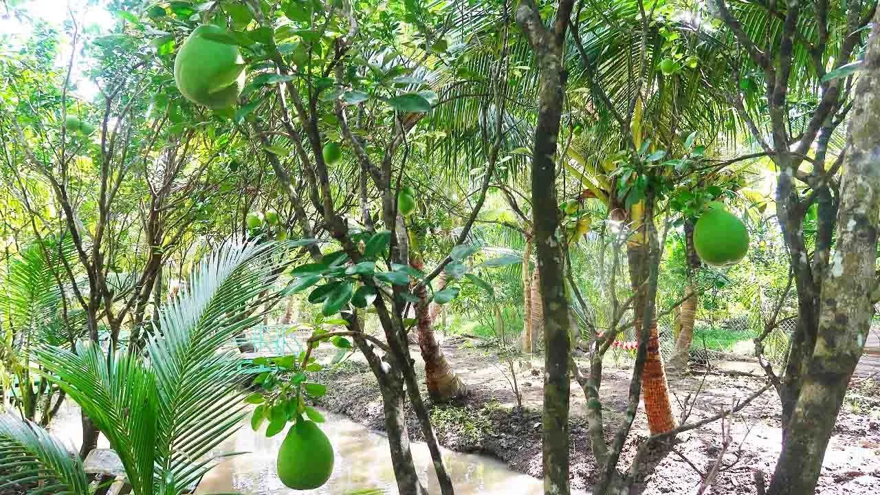 Lối đi giữa vườn trái cây xanh mướt, phù hợp dạo bộ và chụp ảnh