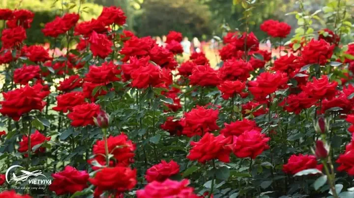 Giàn hồng leo đỏ và lối đi lát đá trong khu vườn châu Âu cổ điển