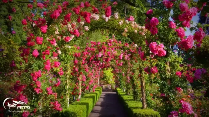 Khu vườn ven sông với hàng nghìn bụi hồng đỏ nở rộ vào mùa đẹp nhất